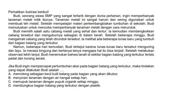 Perhatikan ilustrasi berikut! Budi, seorang siswa SMP yang sangat tertarik dengan dunia pertanian, ingin memperbanyak tanaman melati milik Tanaman melati ini harum dan sering