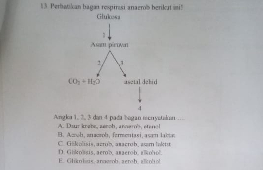 Perhatikan Bagan Respirasi Anaerob Berikut Ini! Angka 1, 2, 3 Dan 4 ...