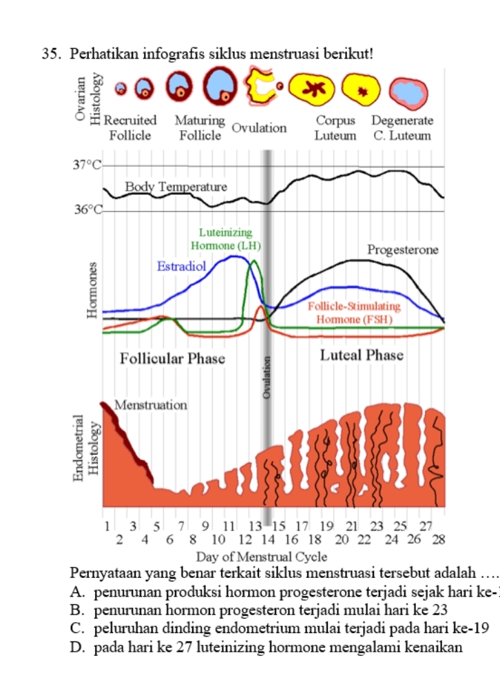 Perhatikan Infografis Siklus Menstruasi Berikut! Day Of Menstrual Cycle ...