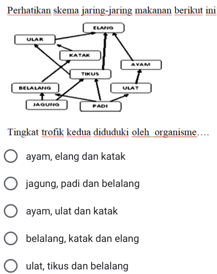 Perhatikan Skema Jaring-jaring Makanan Berikut Ini Tingkat Trofik Kedua ...