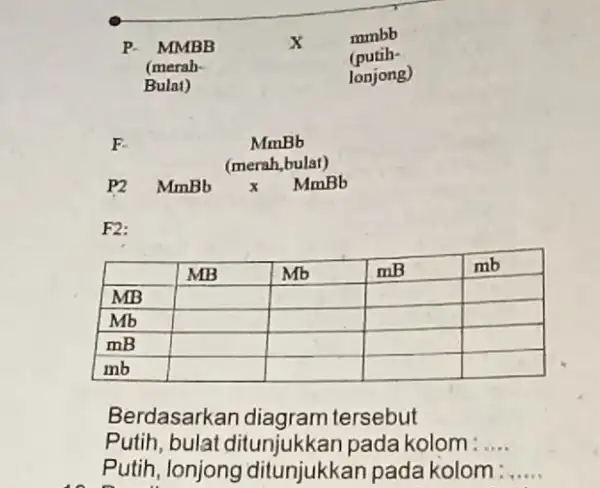 P. " MMBB "_(" (merah- ") X mmbb (putih- mmbb (putih- Bulat) lonjong) " MMBB "_(" (merah- ") X "mmbb (putih-" Bulat) lonjong) F.